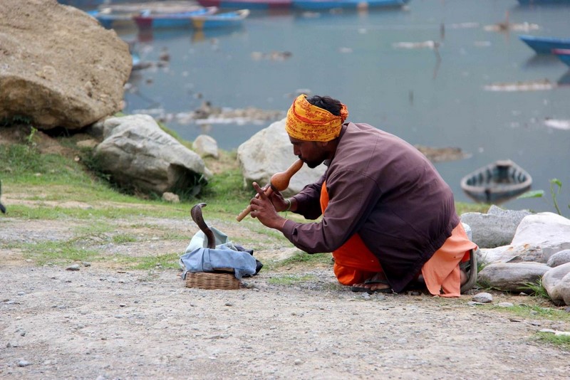Индус в Покхаре с коброй