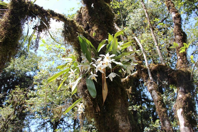 Орхидеи в своей природной нише